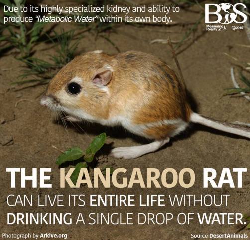 10405302_970110359674704_7590958064640659462_n