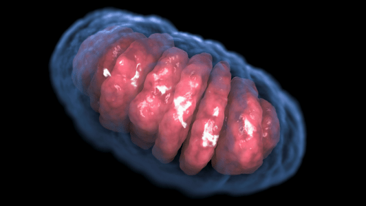 sn-mitochondrion.png